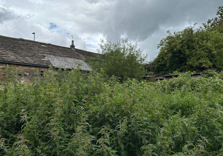 Sell house with completely overgrown garden Sell house with overgrown garden