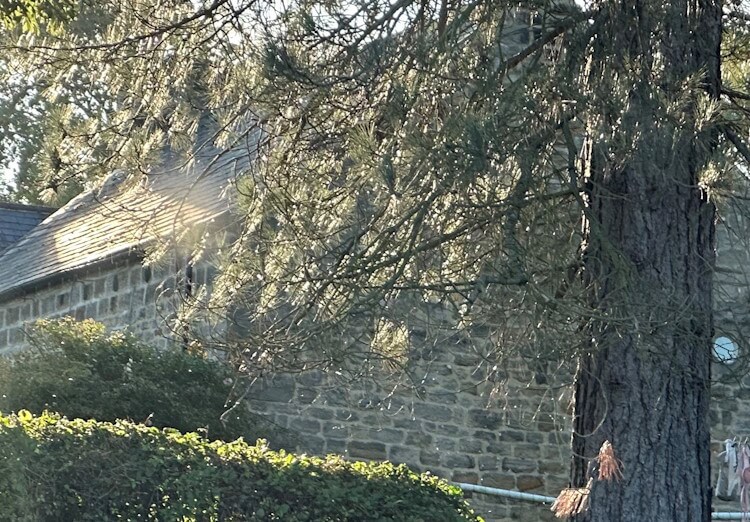 House with TPO in the garden House with TPO in the garden