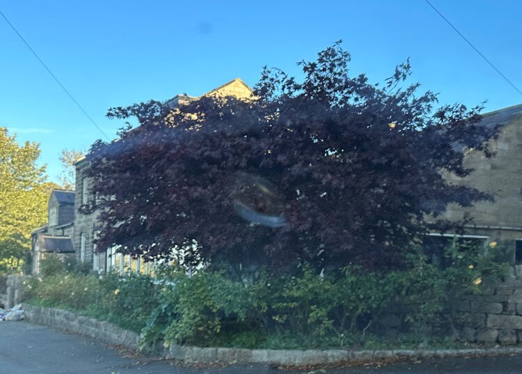 House with TPO House with TPO